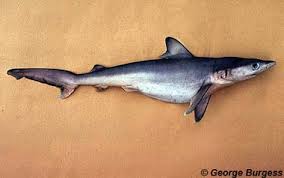 Image result for Carcharhinus plumbeus