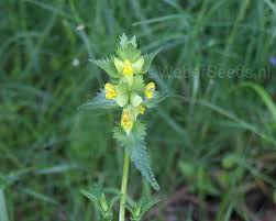 Attēlu rezultāti vaicājumam “Rhinanthus minor leaf”