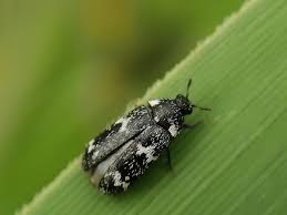 Attēlu rezultāti vaicājumam “Megatoma undata”