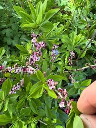 Attēlu rezultāti vaicājumam “Daphne mezereum leaf”