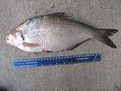 Image result for Dorosoma cepedianum