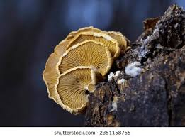 Attēlu rezultāti vaicājumam “Panellus stipticus”