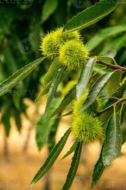 Attēlu rezultāti vaicājumam “Castanea sativa  fruit”