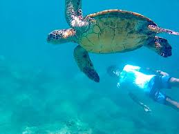 Image result for Three Seas Diving