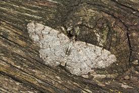 Attēlu rezultāti vaicājumam “Aethalura punctulata”