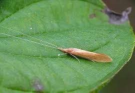 Attēlu rezultāti vaicājumam “Oecetis ochracea”