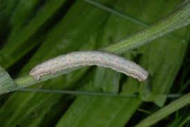 Attēlu rezultāti vaicājumam “Ematurga atomaria”