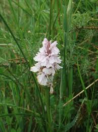 Attēlu rezultāti vaicājumam “Dactylorhiza maculata bud”