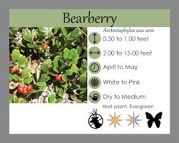 Attēlu rezultāti vaicājumam “Arctostaphylos uva-ursi fruit”