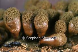 Attēlu rezultāti vaicājumam “Arcyria stipata spores”