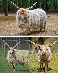 Attēlu rezultāti vaicājumam “Ovis aries”