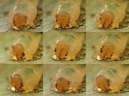 Attēlu rezultāti vaicājumam “Caliroa annulipes larva”