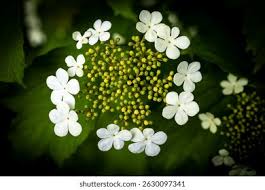 Attēlu rezultāti vaicājumam “Viburnum opulus bud”