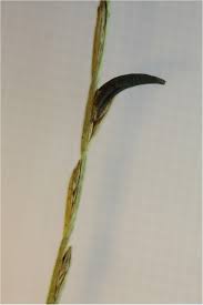 Attēlu rezultāti vaicājumam “Claviceps purpurea”