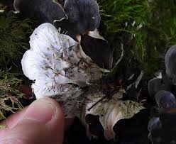 Attēlu rezultāti vaicājumam “Peltigera praetextata”