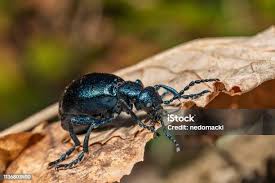 Attēlu rezultāti vaicājumam “Korynetes caeruleus”