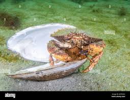 Image result for Cancer borealis