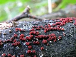 Attēlu rezultāti vaicājumam “Nectria cinnabarina”