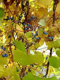 Attēlu rezultāti vaicājumam “Menispermum dauricum leaf”