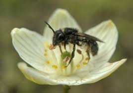 Attēlu rezultāti vaicājumam “Andrena”