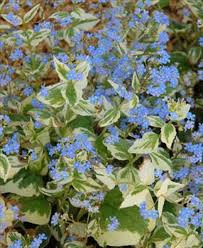 Attēlu rezultāti vaicājumam “Brunnera macrophylla”