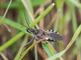 Attēlu rezultāti vaicājumam “Rhynocoris annulatus imago”