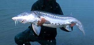 Image result for Acipenser transmontanus