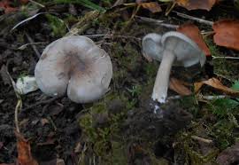Image result for Melanoleuca rasilis var. pseudoluscina