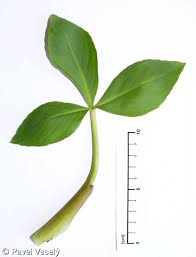 Attēlu rezultāti vaicājumam “Menyanthes trifoliata leaf”