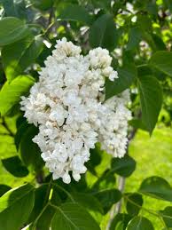 Attēlu rezultāti vaicājumam “Syringa reticulata subsp. amurensis flower”