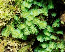 Attēlu rezultāti vaicājumam “Lophozia incisa”