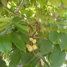 Attēlu rezultāti vaicājumam “Juglans ailanthifolia”