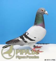 Image result for Abbeyton & Broomfield Racing Pigeons