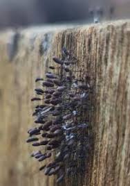 Attēlu rezultāti vaicājumam “Comatricha fragilis”