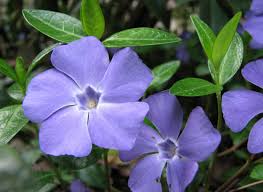 Attēlu rezultāti vaicājumam “Vinca minor leaf”