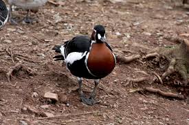 Attēlu rezultāti vaicājumam “Branta ruficollis adult”