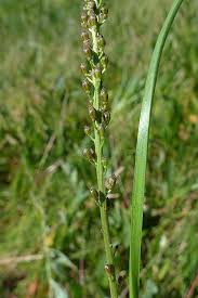 Attēlu rezultāti vaicājumam “Triglochin maritimum flower”