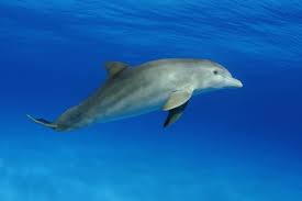 Image result for Tursiops truncatus