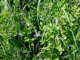 Attēlu rezultāti vaicājumam “Veronica chamaedrys bud”