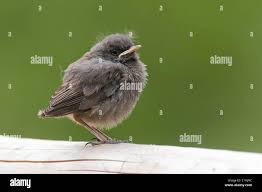 Attēlu rezultāti vaicājumam “Phoenicurus ochruros”