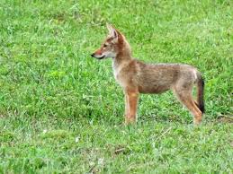 Attēlu rezultāti vaicājumam “Vulpes vulpes  juvenile”