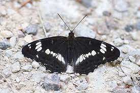 Attēlu rezultāti vaicājumam “Limenitis camilla underside”