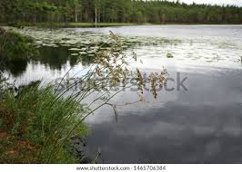 Attēlu rezultāti vaicājumam “Peucedanum palustre”