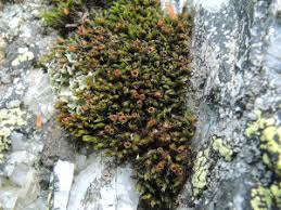 Attēlu rezultāti vaicājumam “Schistidium robustum sporophyte”