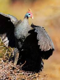 Attēlu rezultāti vaicājumam “Numida meleagris adult”