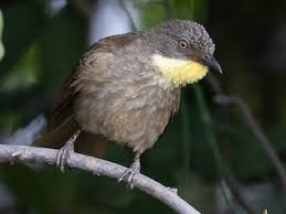 Attēlu rezultāti vaicājumam “Acupalpus flavicollis”