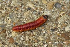 Attēlu rezultāti vaicājumam “Cossus cossus larva”