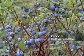 Attēlu rezultāti vaicājumam “Vaccinium uliginosum fruit”