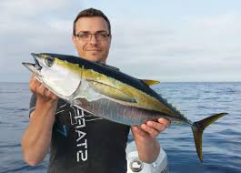Image result for Thunnus albacares
