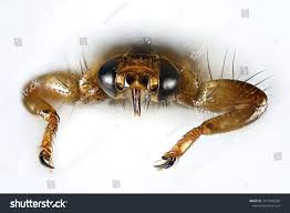 Attēlu rezultāti vaicājumam “Lipoptena cervi”